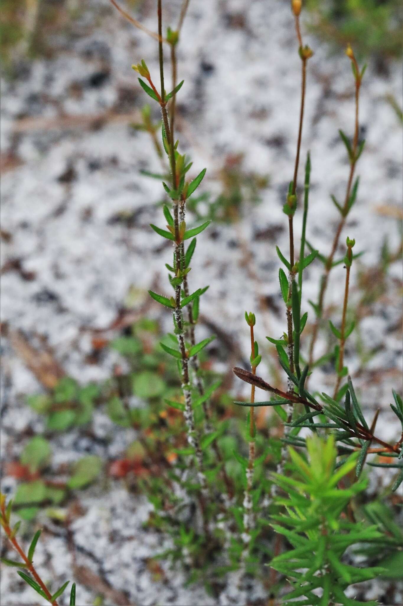 Image of Mitrasacme polymorpha R. Br.