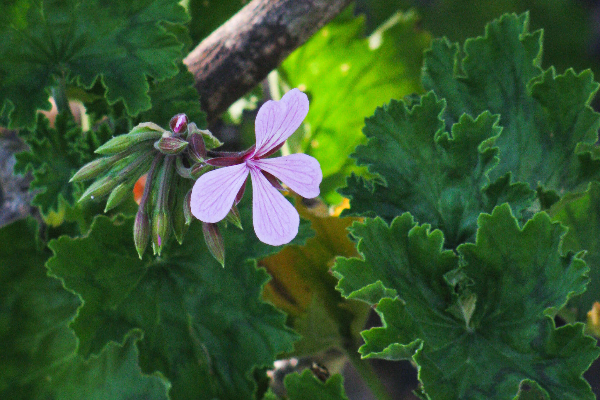 Image of horseshoe geranium