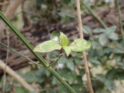 Image of Dicliptera cernua (Nees) J. C. Manning & Goldblatt