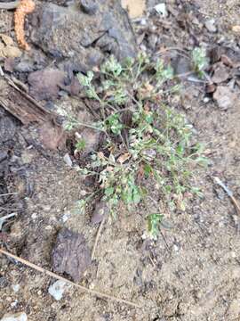 Image of fourleaf manyseed