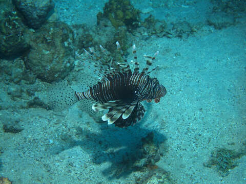 Pterois miles (Bennett 1828) resmi