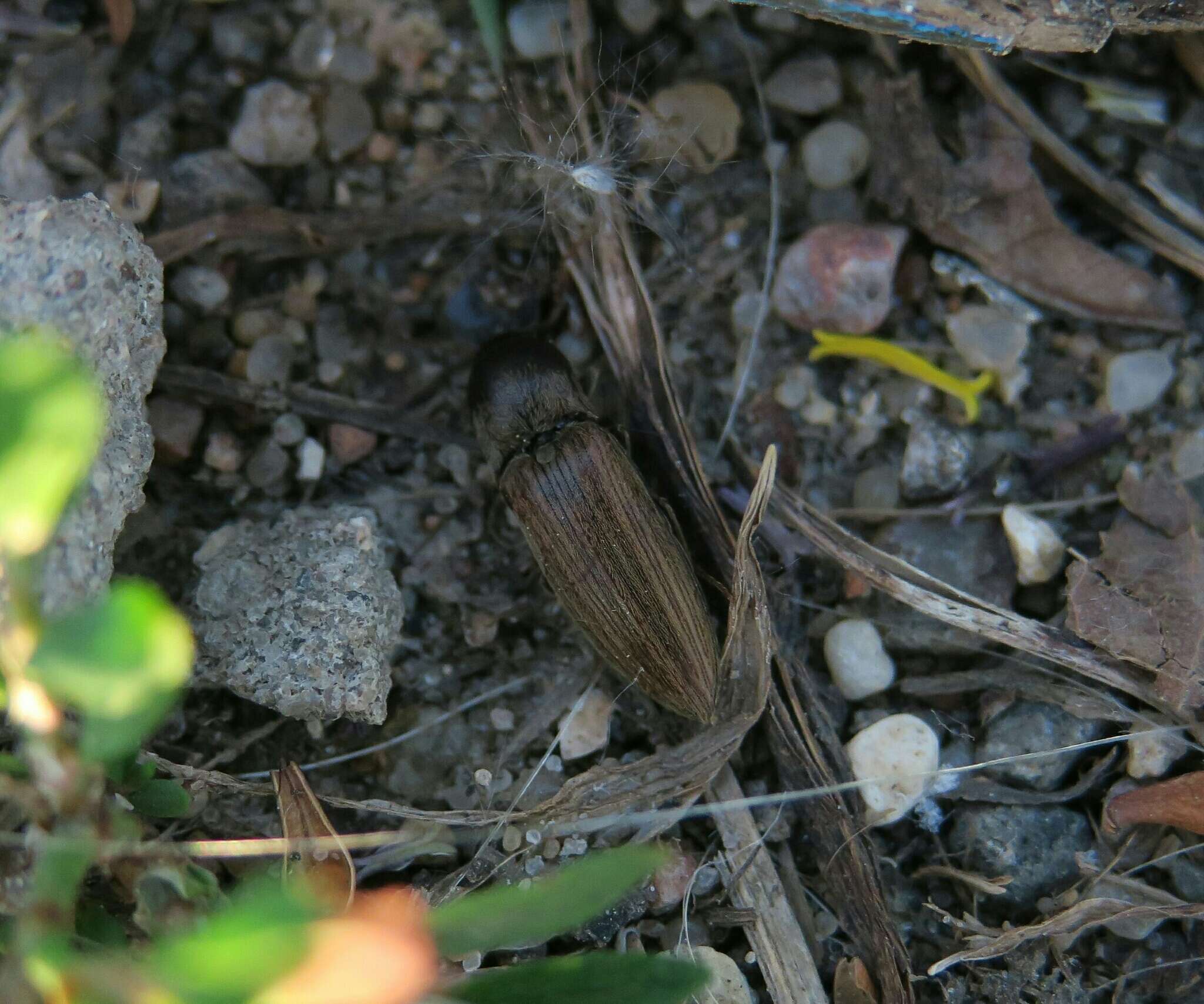 Image of Lined Click Beetle