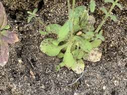 Image of Texas chickweed