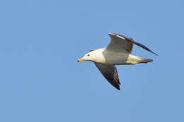 Image of Larus fuscus barabensis Johansen & HC 1960