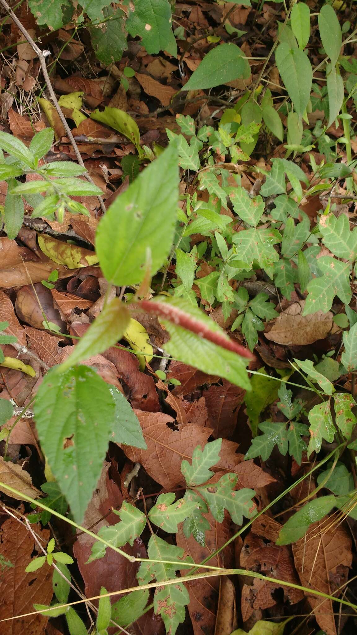 Image de Acalypha phleoides Cav.