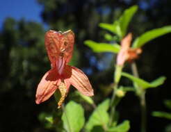 Image of monkeyflower savory