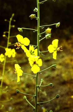 Image de Verbascum suworowianum (Koch) Kuntze