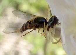 Image de Lapposyrphus aberrantis (Curran 1925)