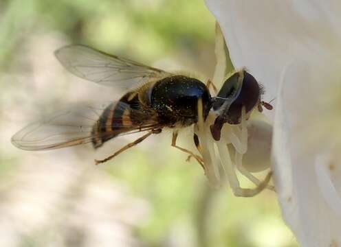 Image of Lapposyrphus aberrantis (Curran 1925)