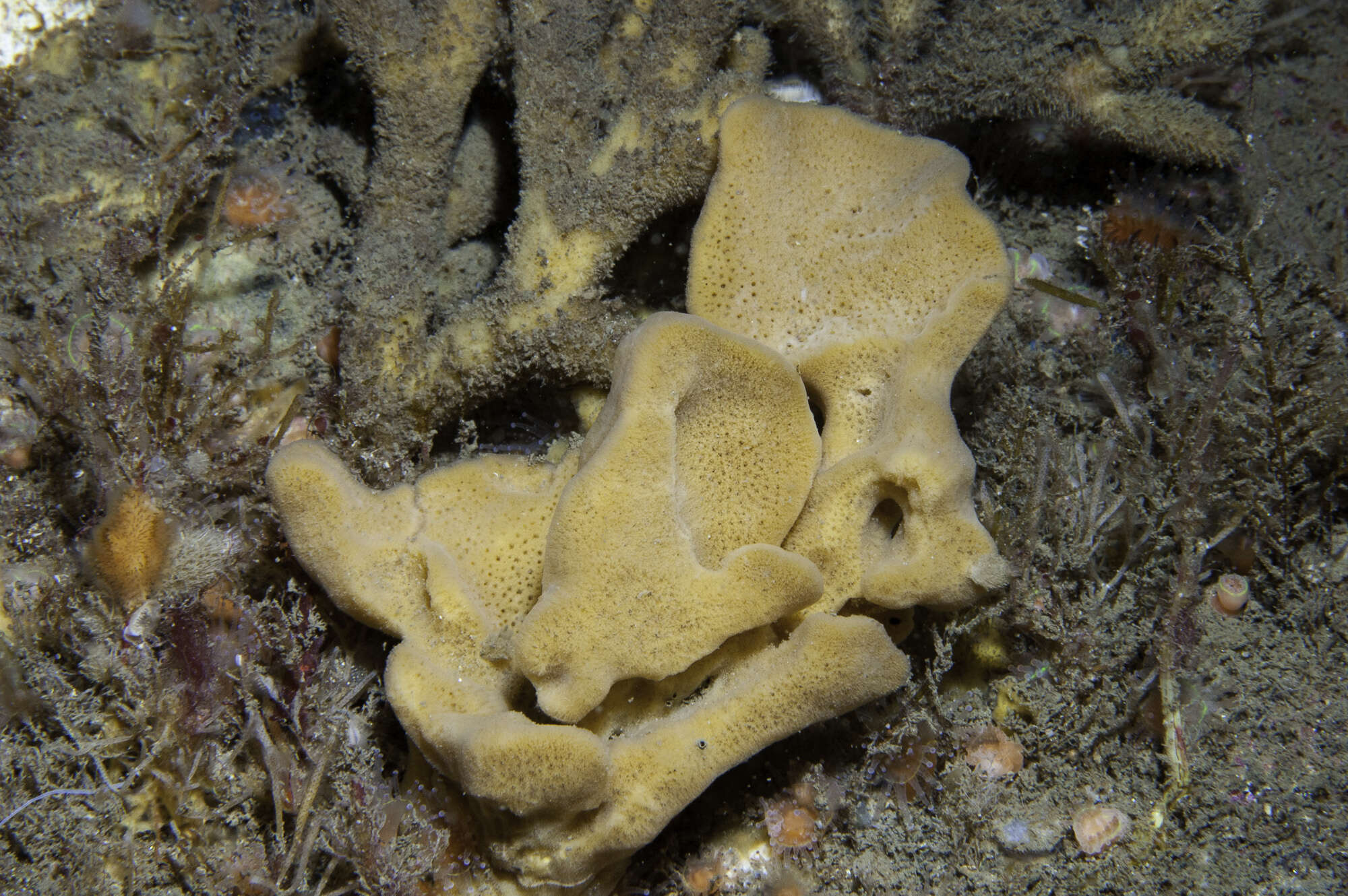 Image of North atlantic cup sponge