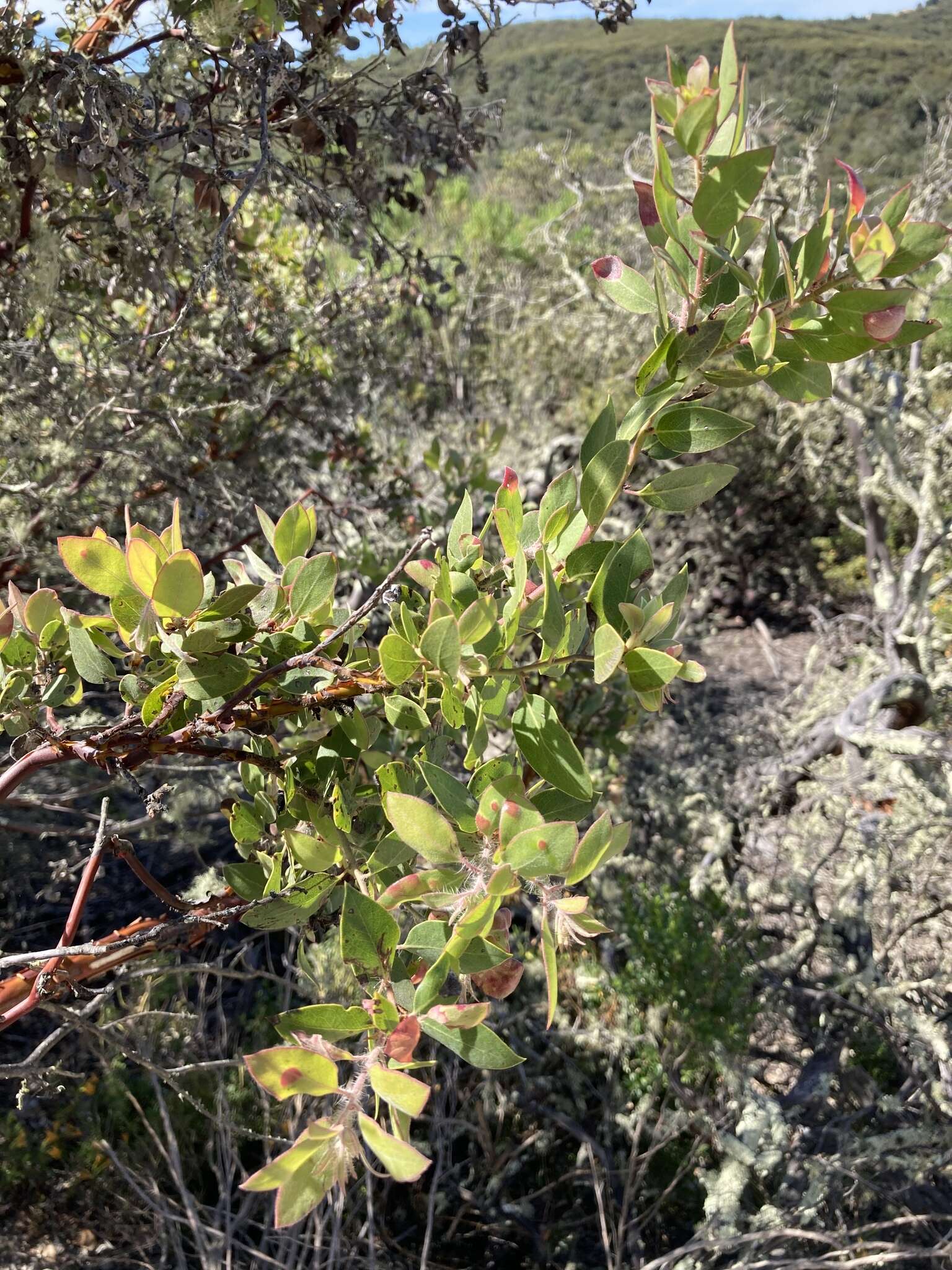 Image of La Panza manzanita