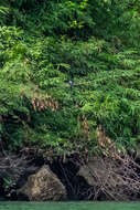 Image of Black-capped Kingfisher