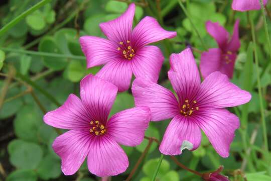 Image of Oxalis brasiliensis Lodd.