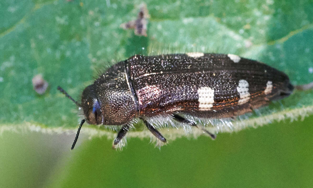 Image of Acmaeodera prorsa Fall 1899