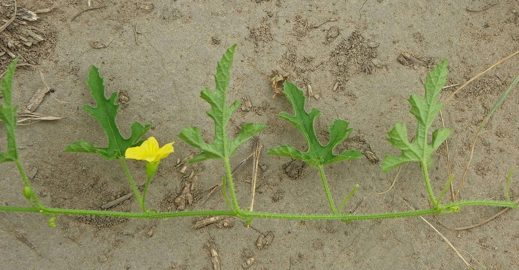 Image of South African Spiny Cucumber