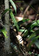 Image of lanceleaf polypody