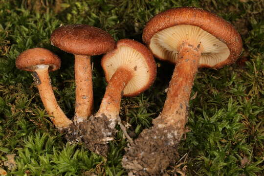 Image of Bonomyces