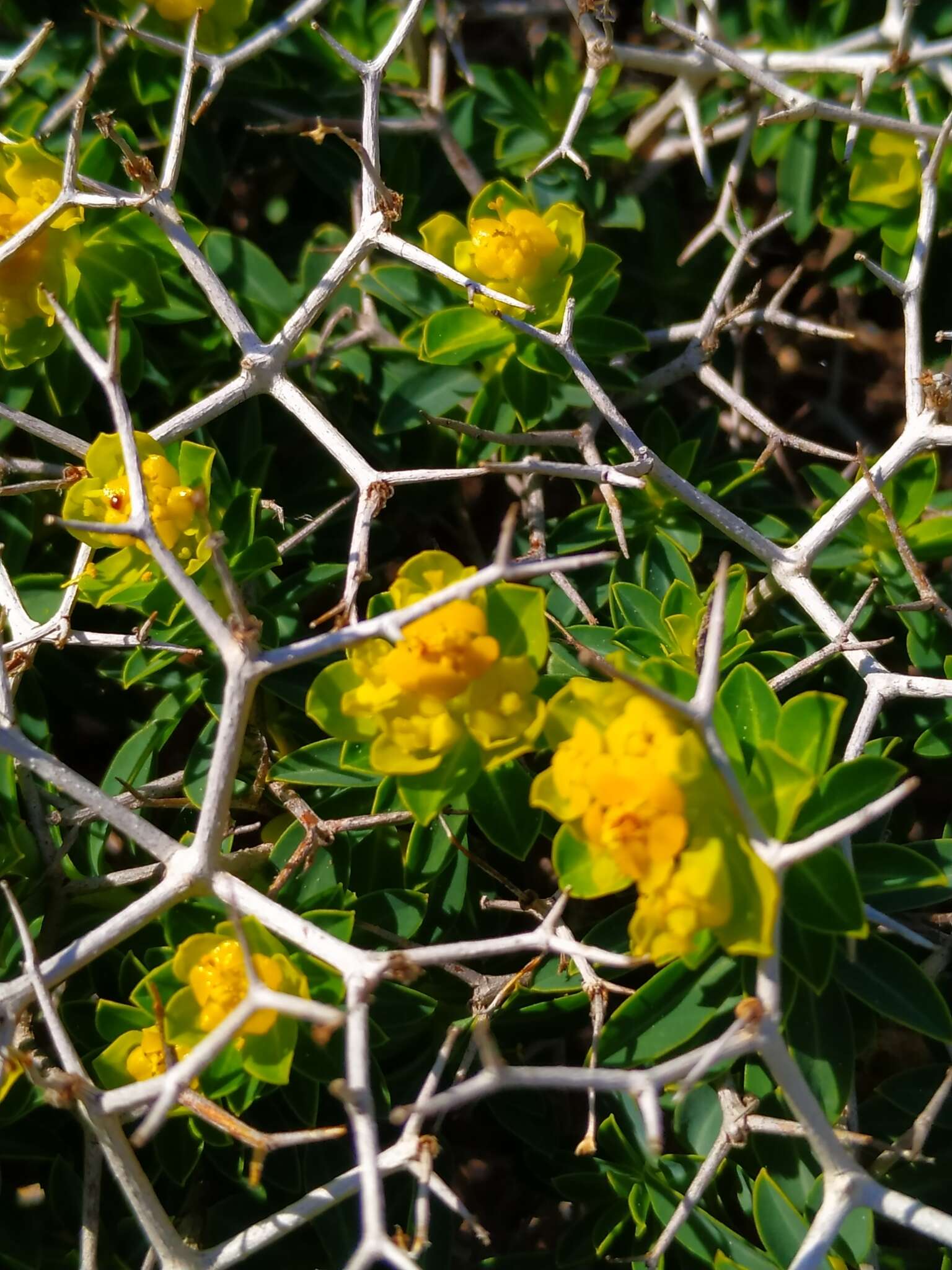 Imagem de Euphorbia acanthothamnos Heldr. & Sart. ex Boiss.