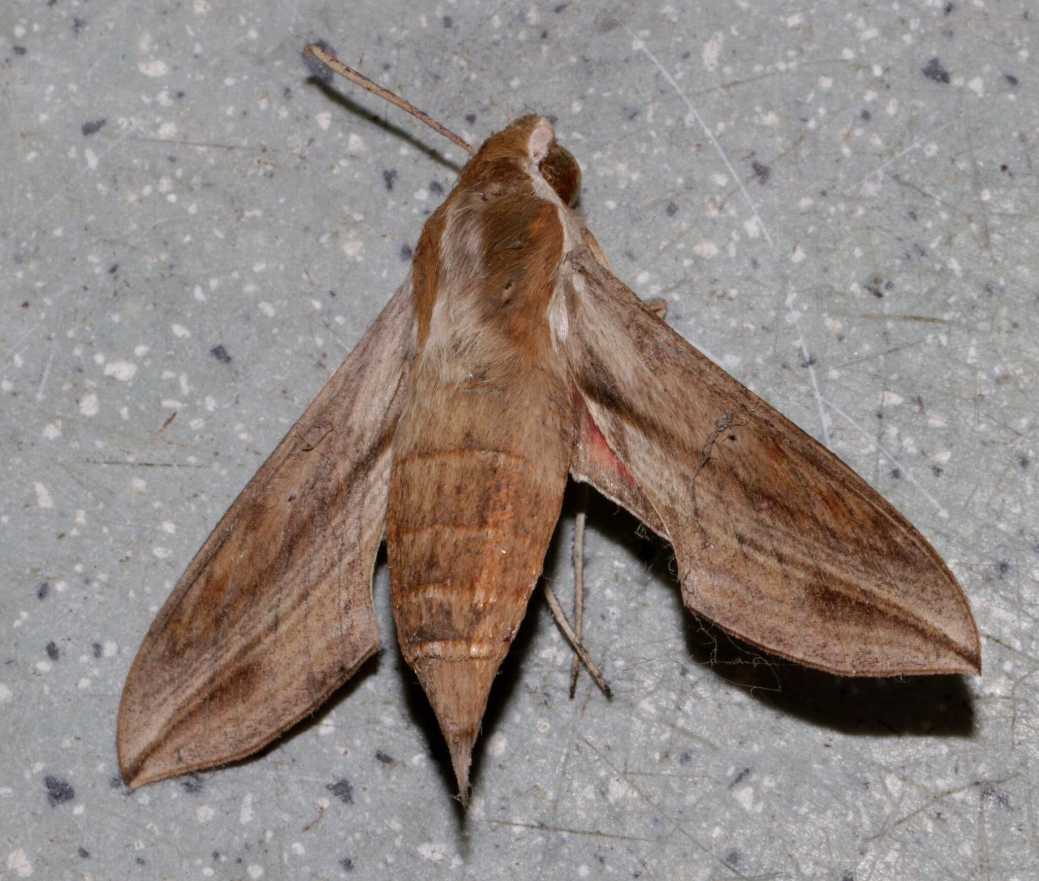 Image of Vine hawk moth