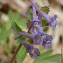 Image de Corydalis subjenisseensis E. M. Antipova