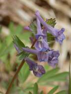 Image de Corydalis subjenisseensis E. M. Antipova