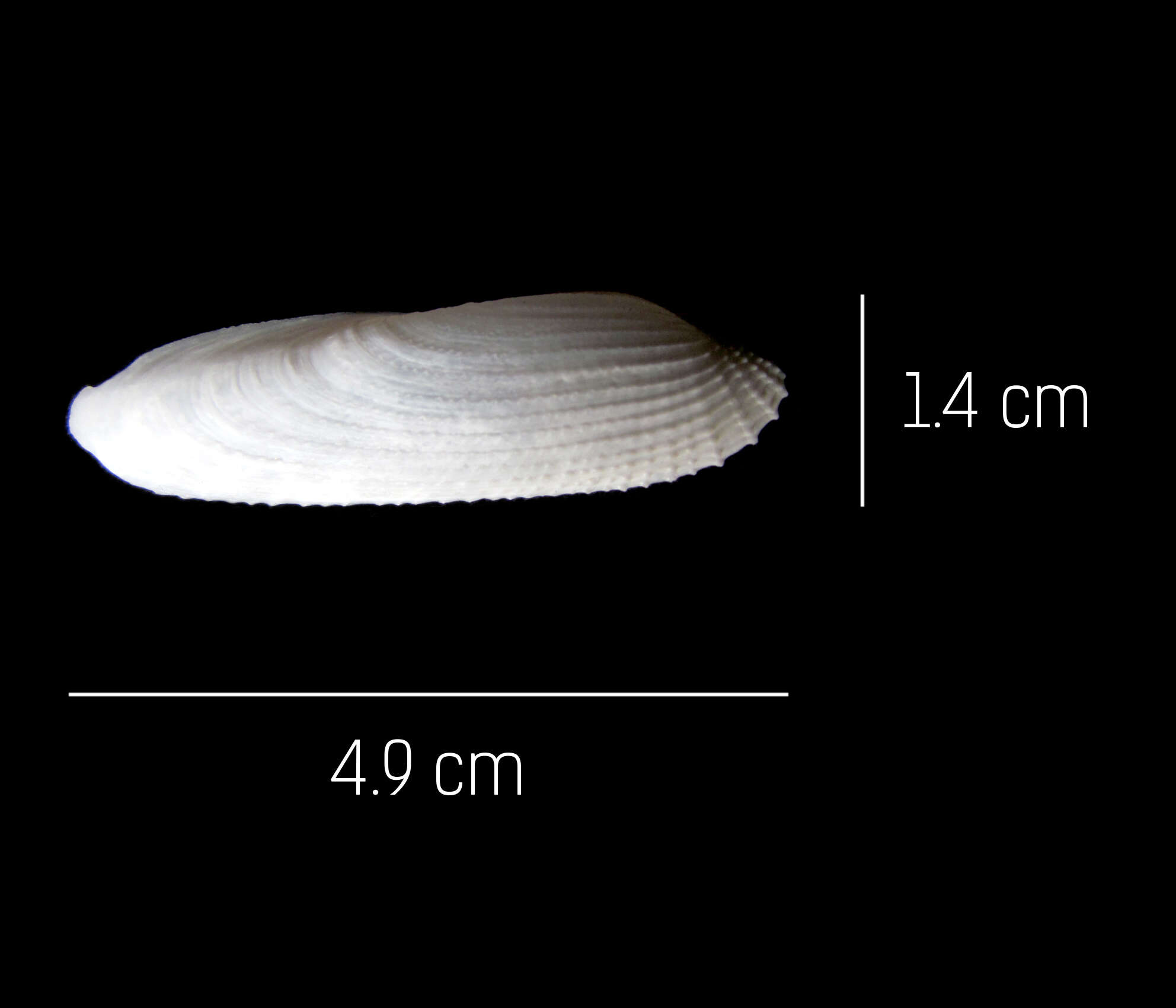 Image of Pholas chiloensis Molina 1782