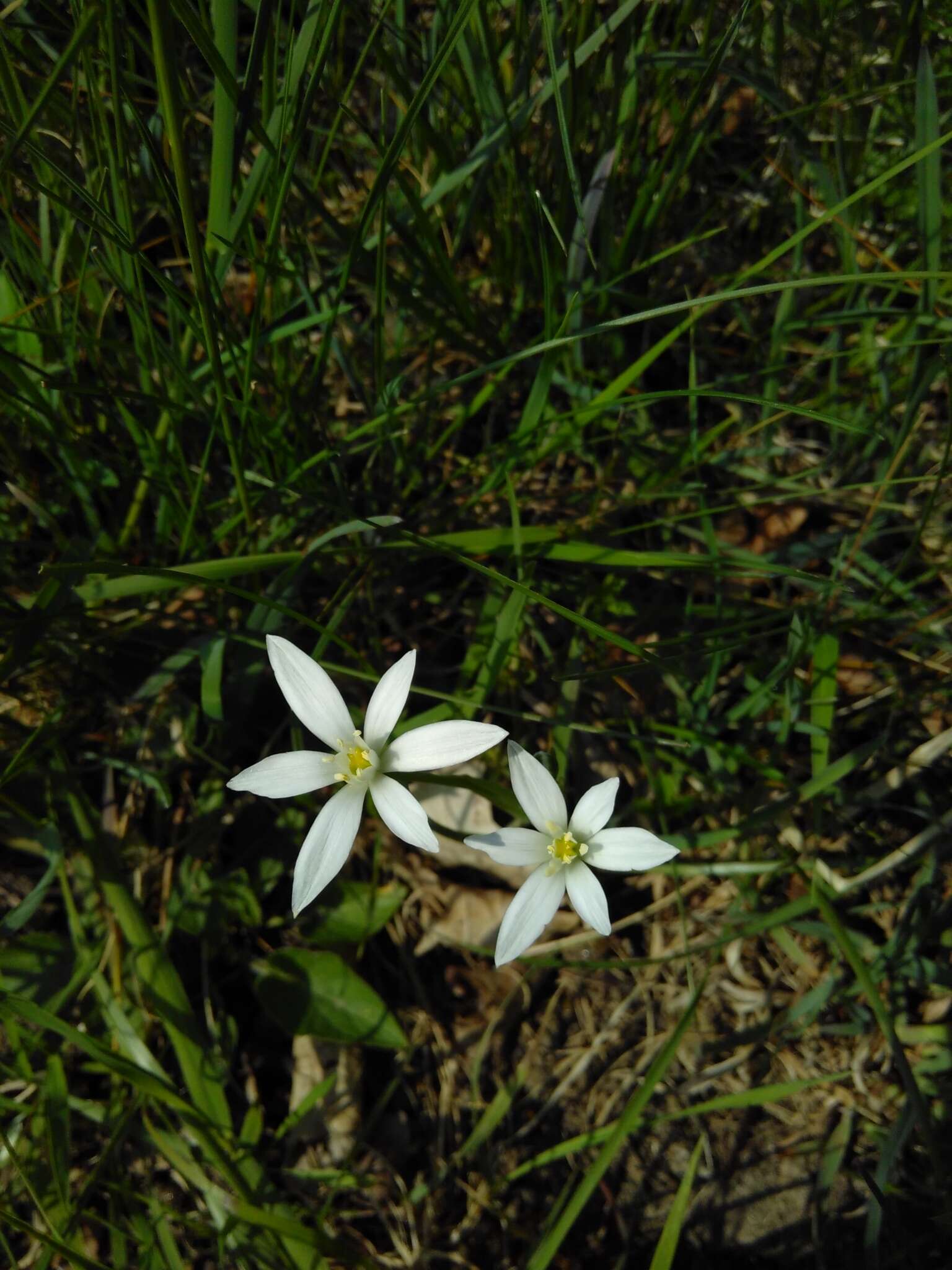 Image of Ornithogalum orthophyllum subsp. kochii (Parl.) Zahar.