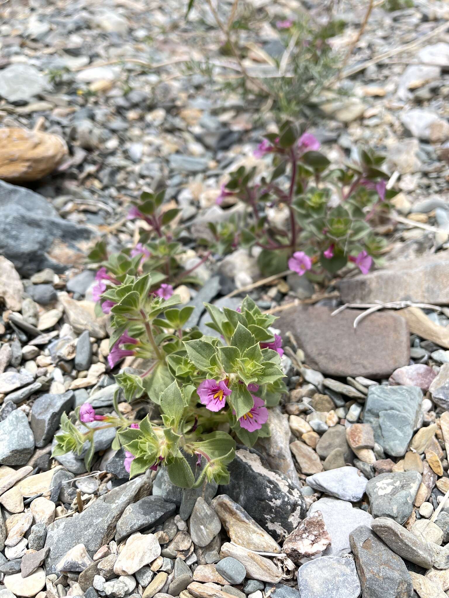 Image of compact monkeyflower