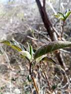 Neuracanthus richardianus (Nees) Boivin ex Benoist resmi