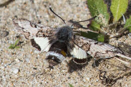 Image of Phaeton Primrose Sphinx