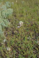 Image of Allium lineare L.