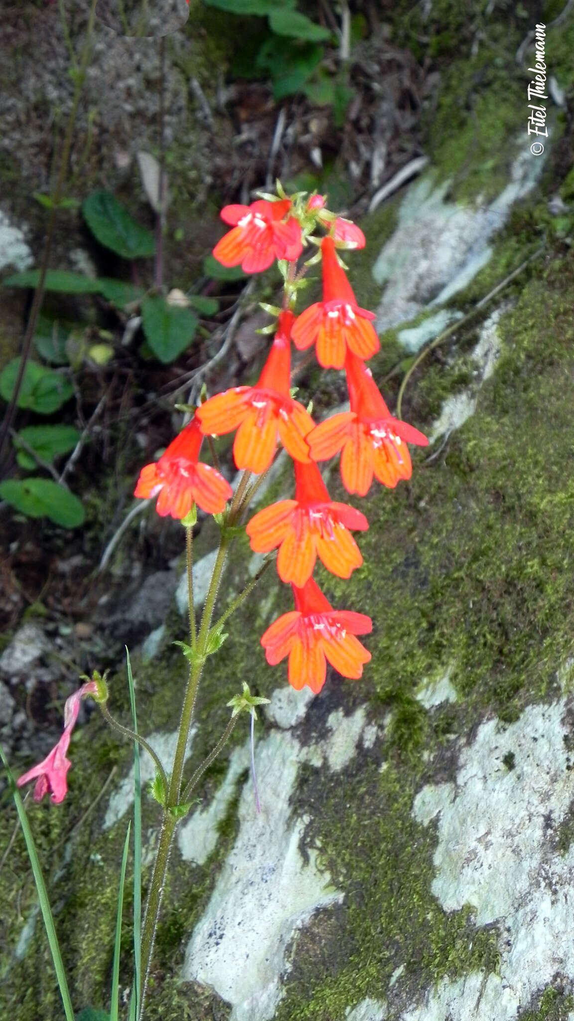 Image of Ourisia coccinea subsp. coccinea