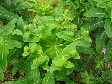 Euphorbia hyberna L. resmi