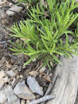 Image of Charleston Mountain goldenbush