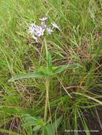 Image of Pentanisia angustifolia (Hochst.) Hochst.