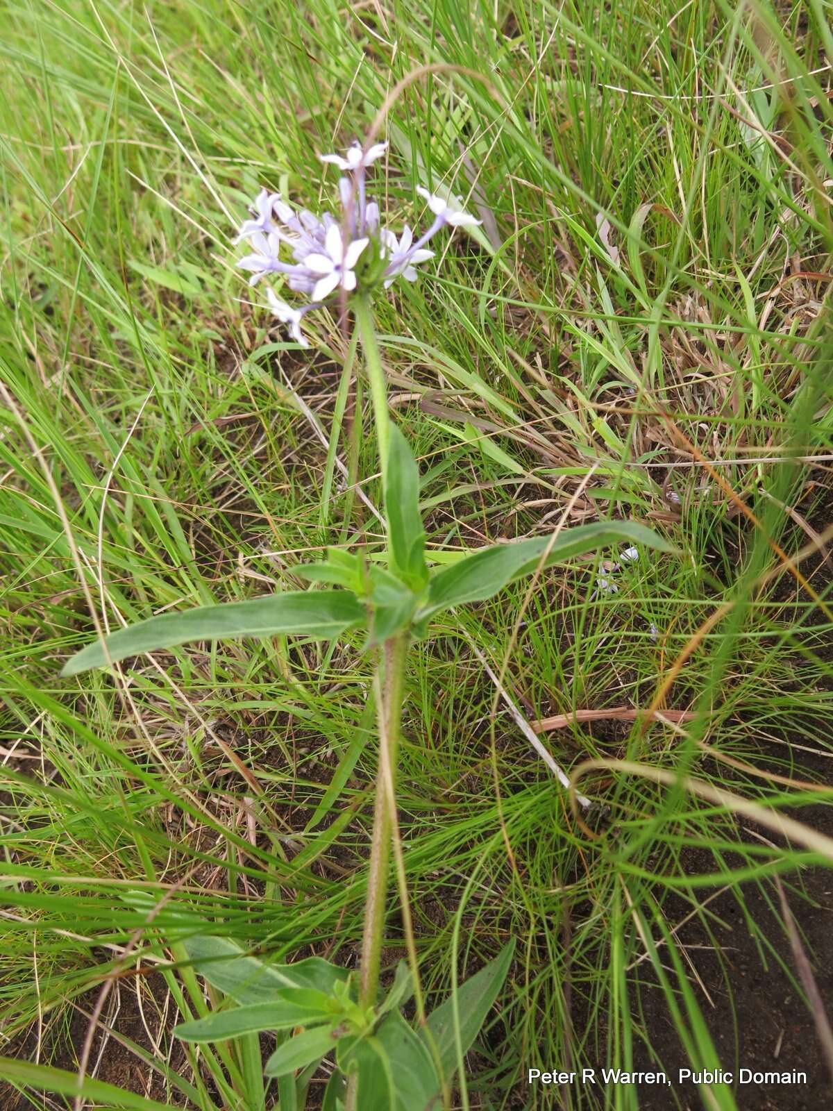 Image de Pentanisia angustifolia (Hochst.) Hochst.