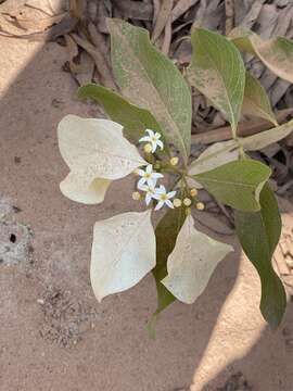 Coelospermum decipiens Baill. resmi