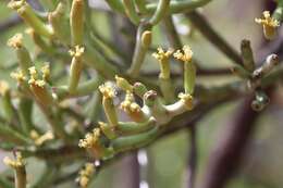 Image of Euphorbia fiherenensis Poiss.