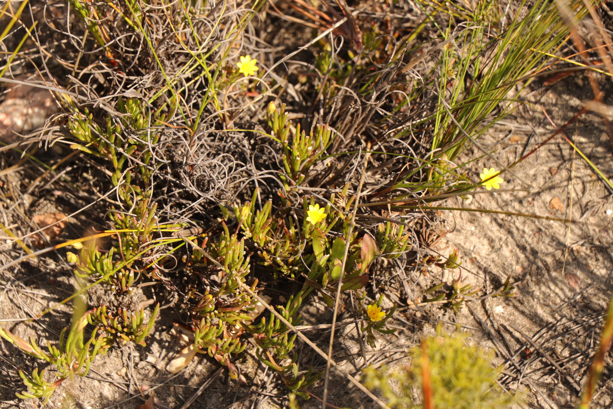 Image of Osteospermum triquetrum L. fil.