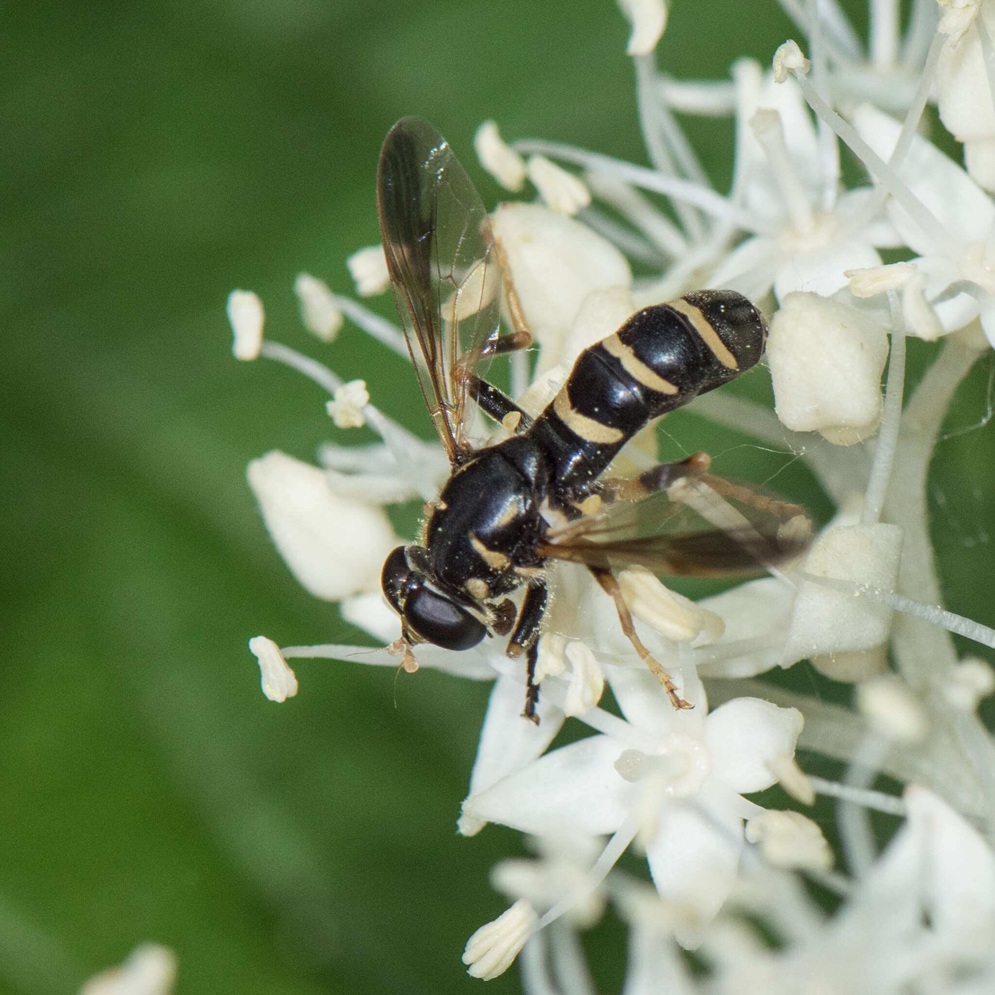 Temnostoma balyras (Walker 1849) resmi