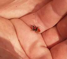 Image of Tawny Jumping Spider