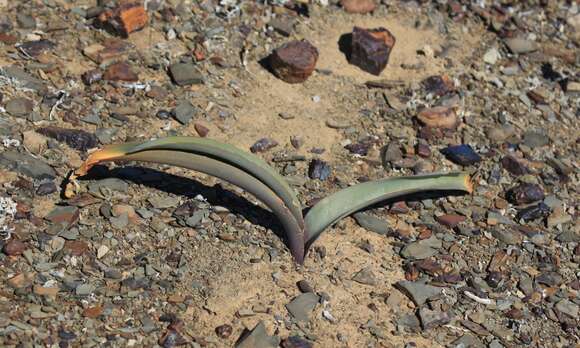 Image of Haemanthus tristis Snijman