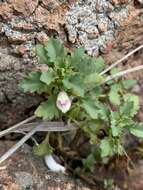 Image de Stemodiopsis buchananii var. buchananii