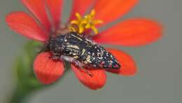 Image of Acmaeodera mudgei Westcott 2002