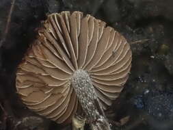 Image of Inocybe calospora Quél. 1881