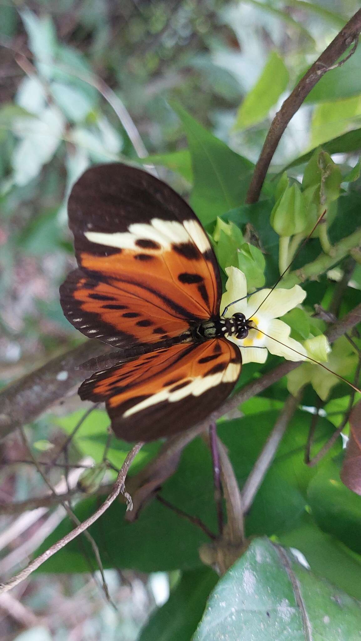 Imagem de Heliconius numatus Cramer 1780