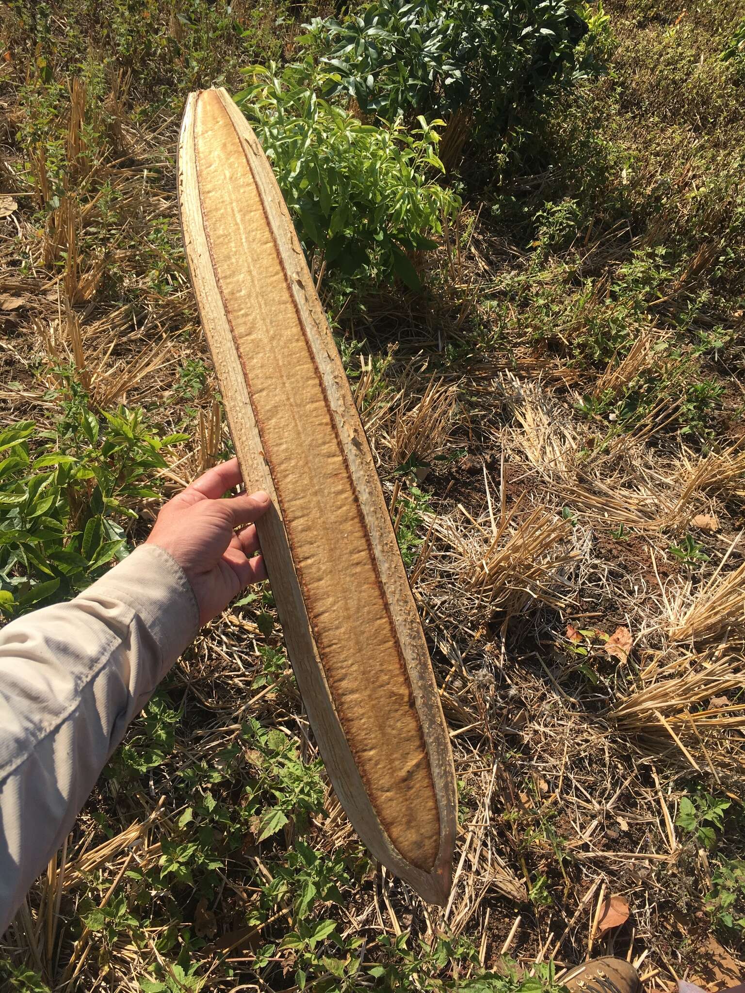 Image of Oroxylum