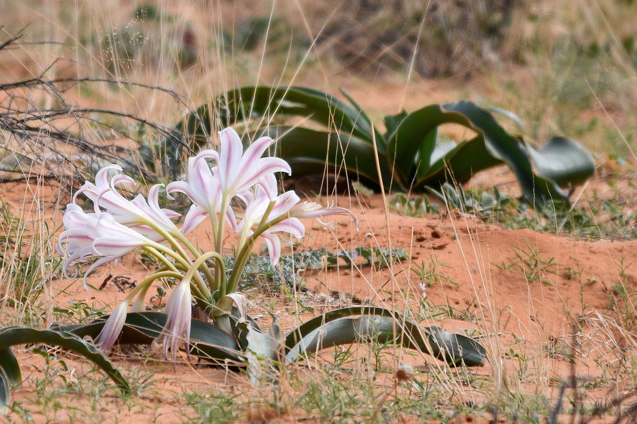 Image of Crinum crassicaule Baker