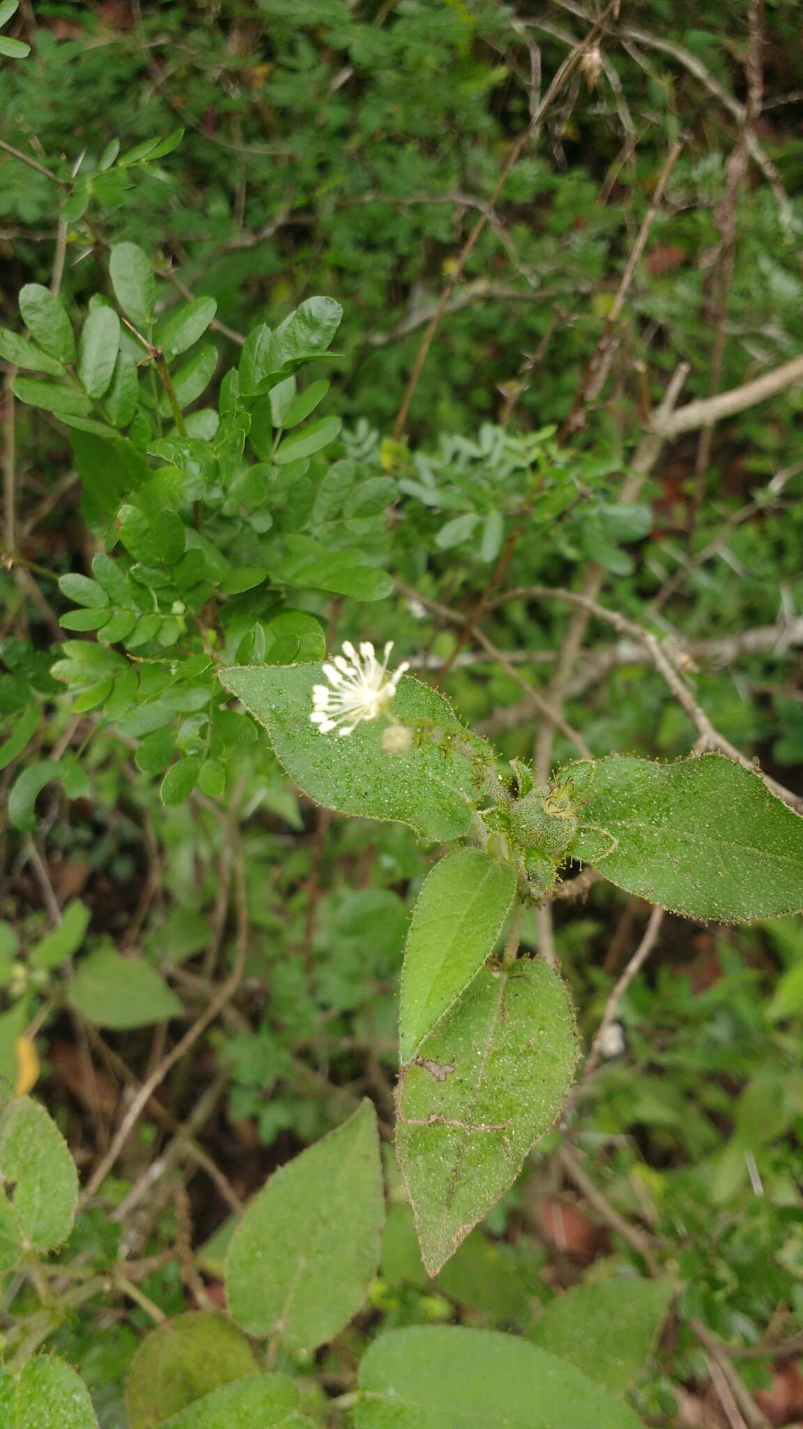 Image de Croton ciliatoglandulifer Ortega