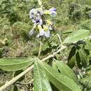 Image of Grassland blue pea